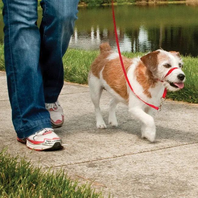 Easy Walk® Headcollar